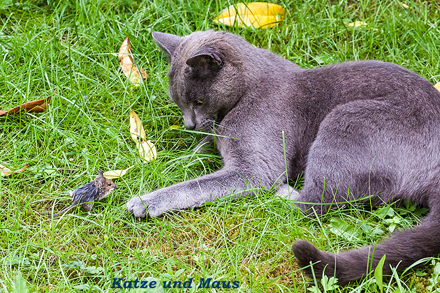 Bilder von Peter Krmer