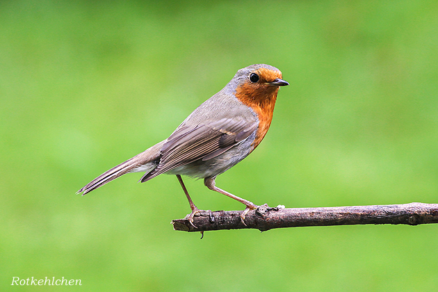 Bilder von Peter Kr�mer