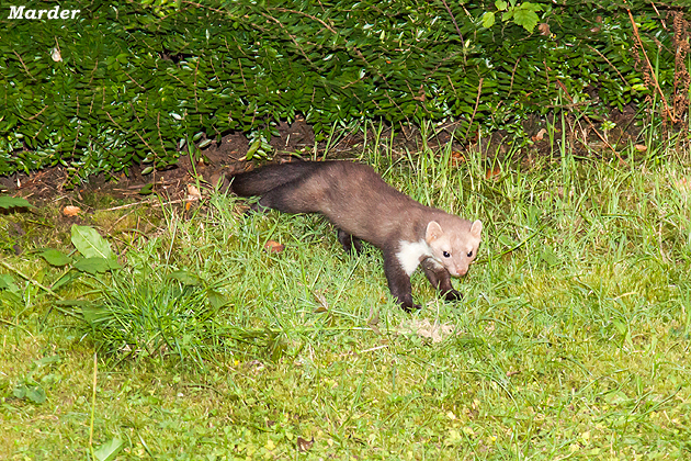 Bilder von Peter Kr�mer